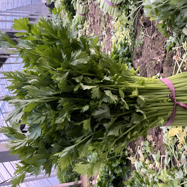 精品暖棚芹菜大量出售