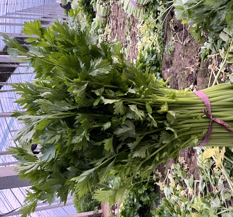 精品暖棚芹菜大量出售