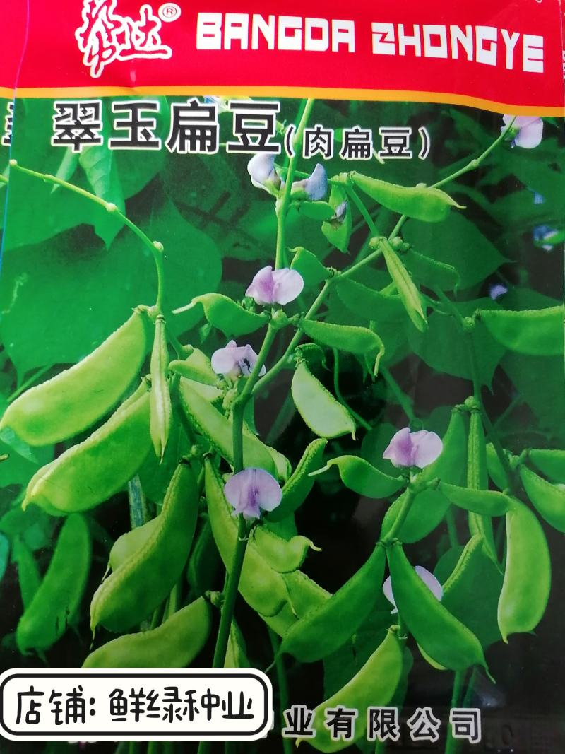 翠玉扁豆早熟翠绿色、耐高温商品性优、适宜保护地和春夏栽培