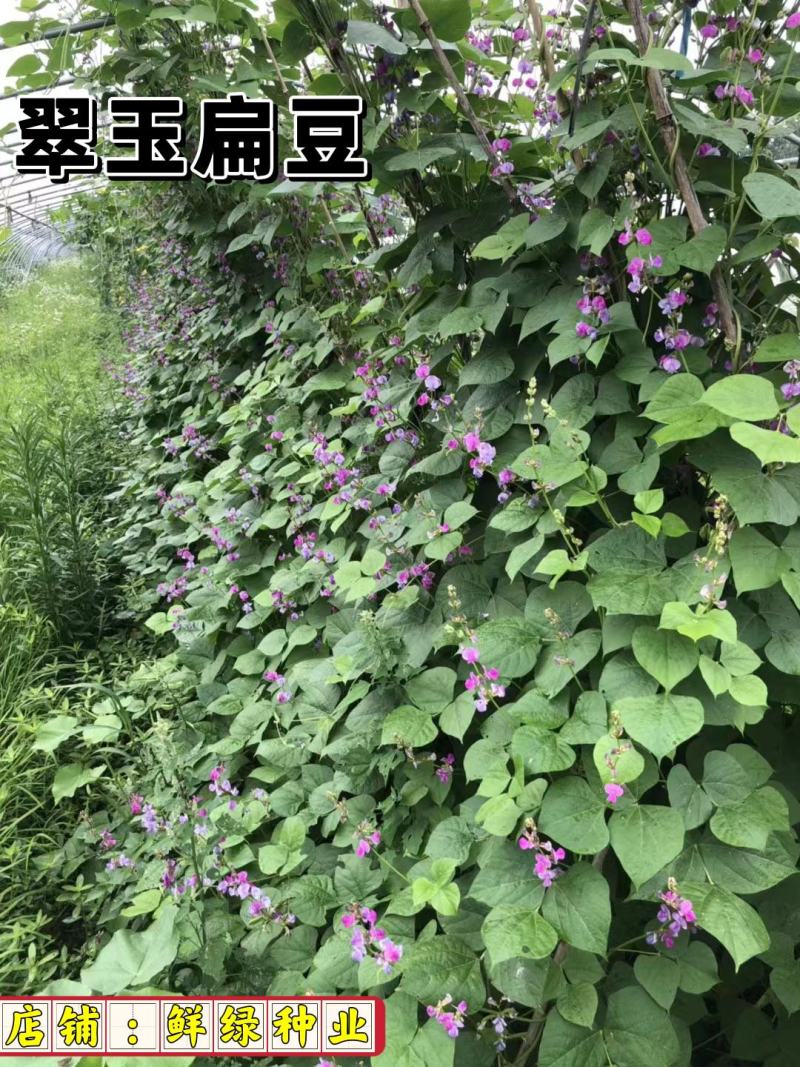早熟耐高温红玉扁豆荚紫红色有光泽生长势强
