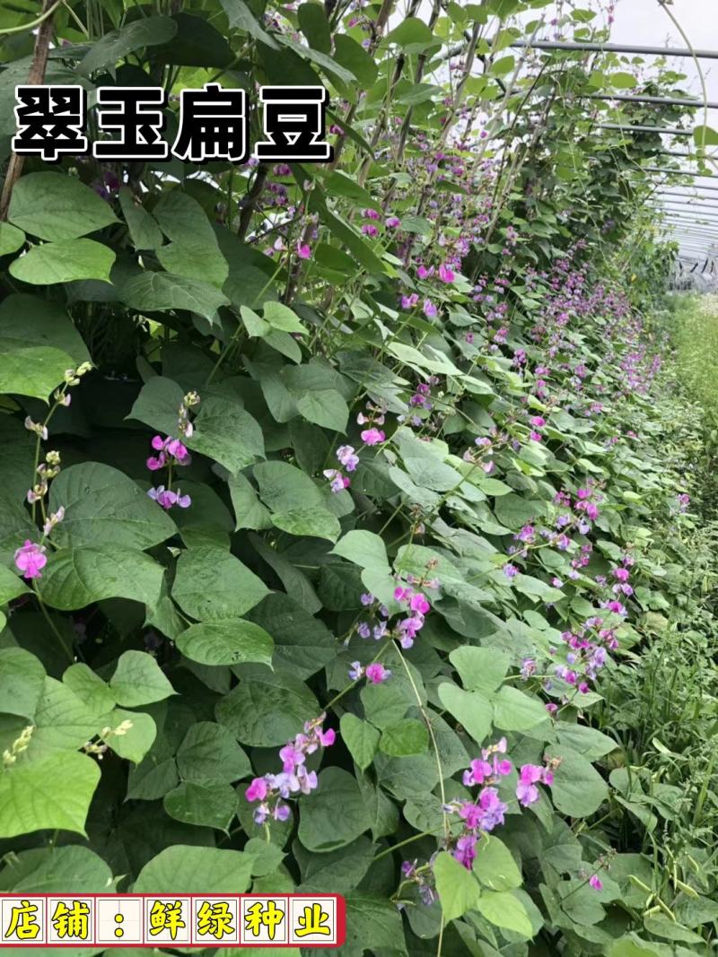 早熟耐高温红玉扁豆荚紫红色有光泽生长势强