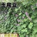 早熟耐高温红玉扁豆荚紫红色有光泽生长势强