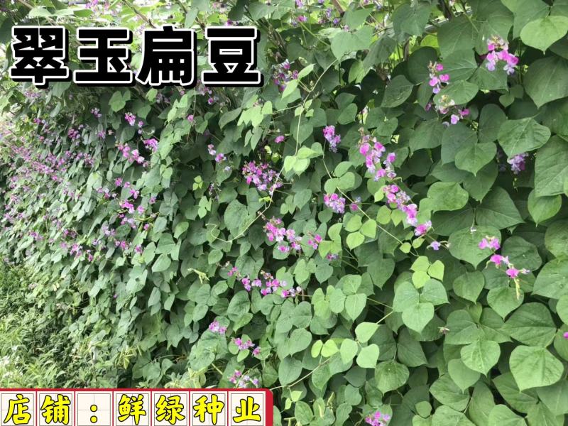 早熟耐高温红玉扁豆荚紫红色有光泽生长势强