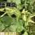 早熟耐高温红玉扁豆荚紫红色有光泽生长势强