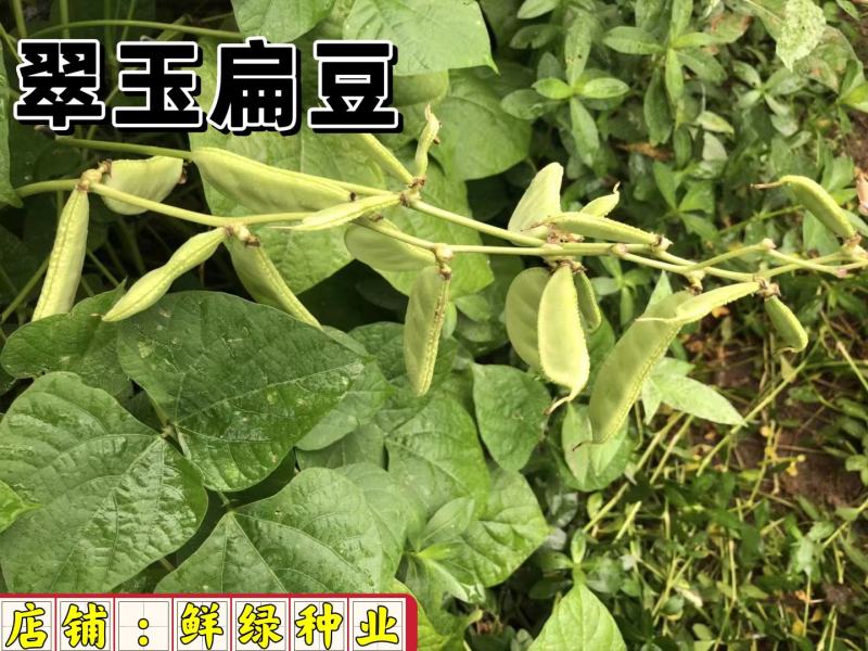 早熟耐高温红玉扁豆荚紫红色有光泽生长势强