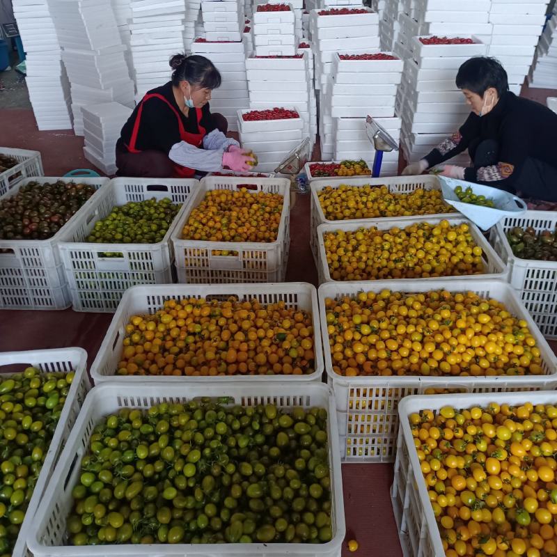 青口蜜圣女果绿千喜圣女果青甜2迷彩黄色特色小番茄产地量大