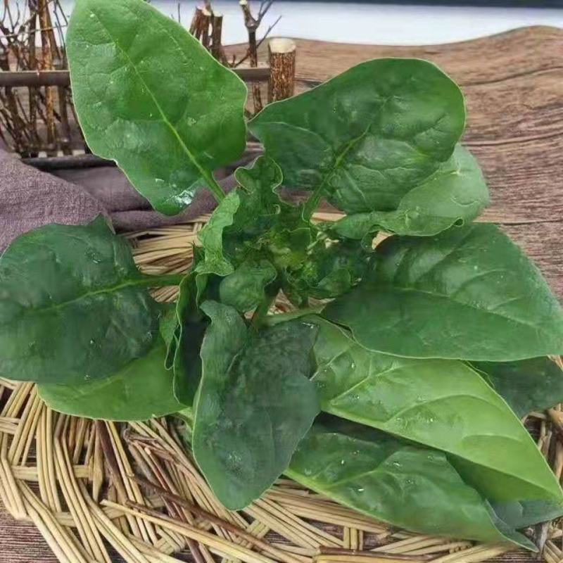 乐奇果蔬精品大叶菠菜产地代办直发处（支持全国发货）