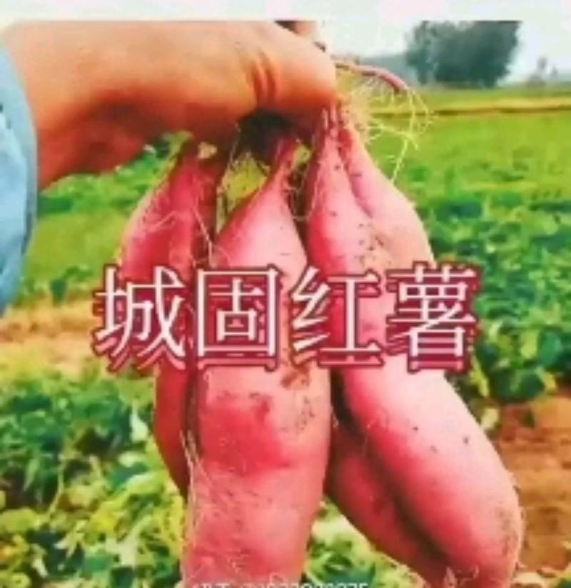 汉中红薯板栗薯】产地值供全国发货口感甘面甜视频看货（现货