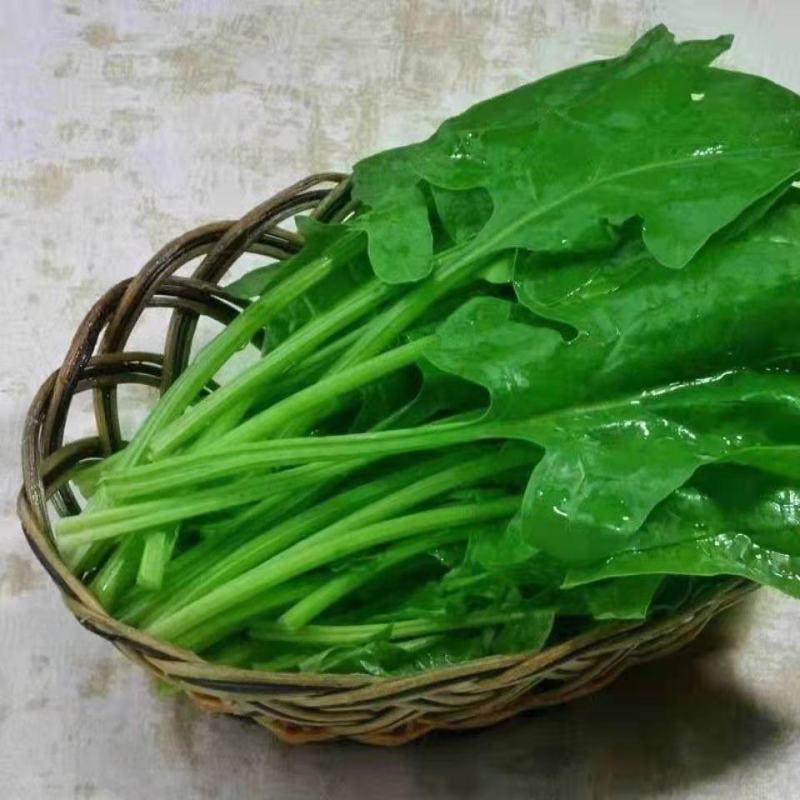 大叶菠菜天天接单中
