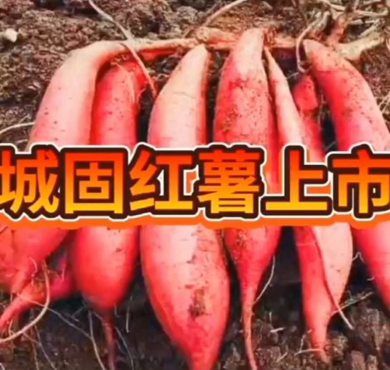 汉中红薯板栗薯】产地值供全国发货口感甘面甜视频看货（现货
