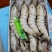 黑虎虾