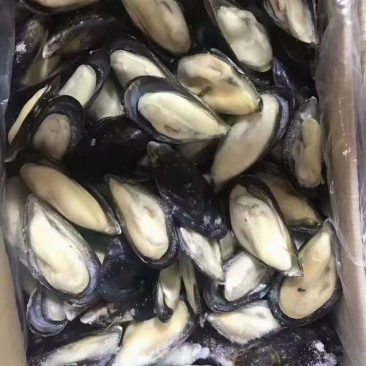 黑口贝