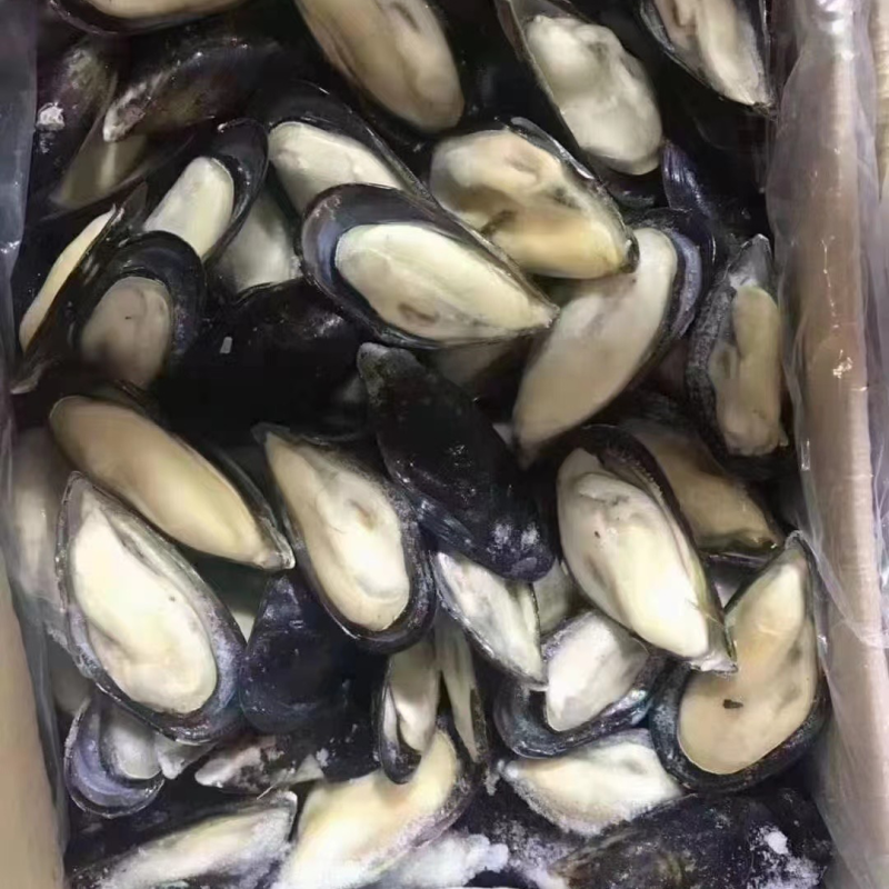 黑口贝