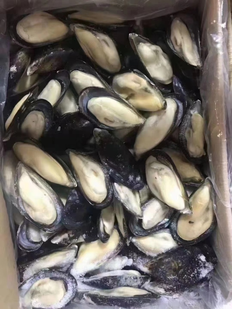 黑口贝