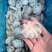 研磨小八爪