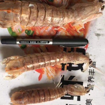 皮皮虾