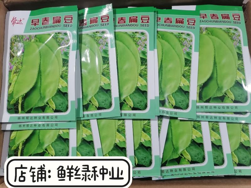 帮达早红边扁豆早熟丰产鲜荚边缘深红色纤维少红边眉豆