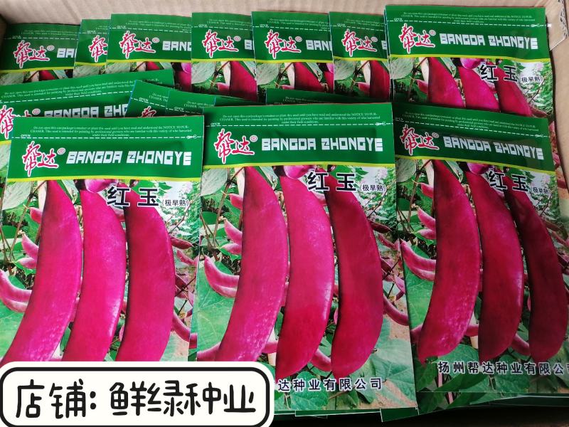 帮达早红边扁豆早熟丰产鲜荚边缘深红色纤维少红边眉豆