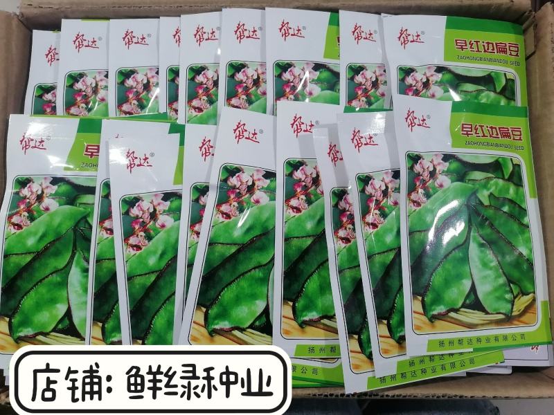 帮达早红边扁豆早熟丰产鲜荚边缘深红色纤维少红边眉豆