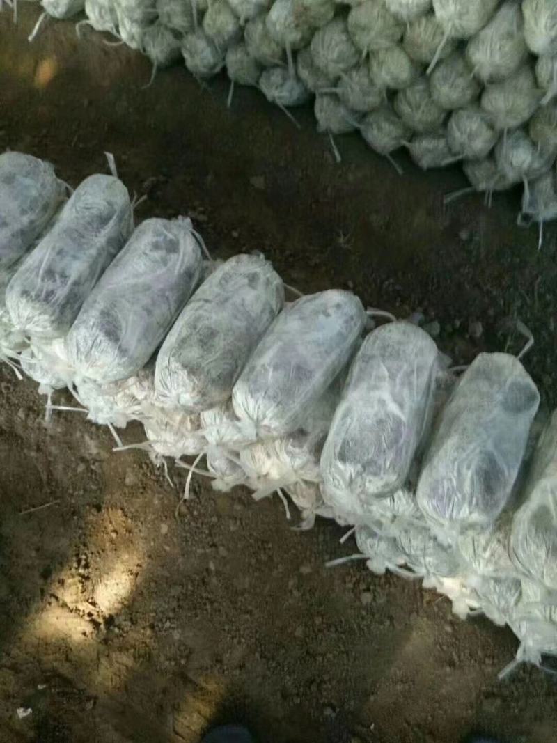 灵芝菌棒，食用菌，基地一手货源，质量保证，诚信经营，电联