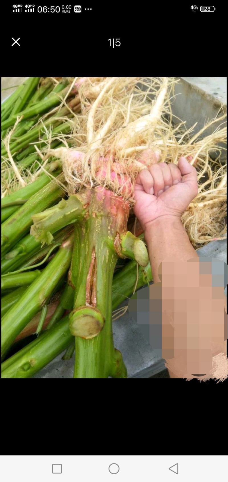 野生刺苋菜头、刺苋头