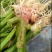 野生刺苋菜头、刺苋头