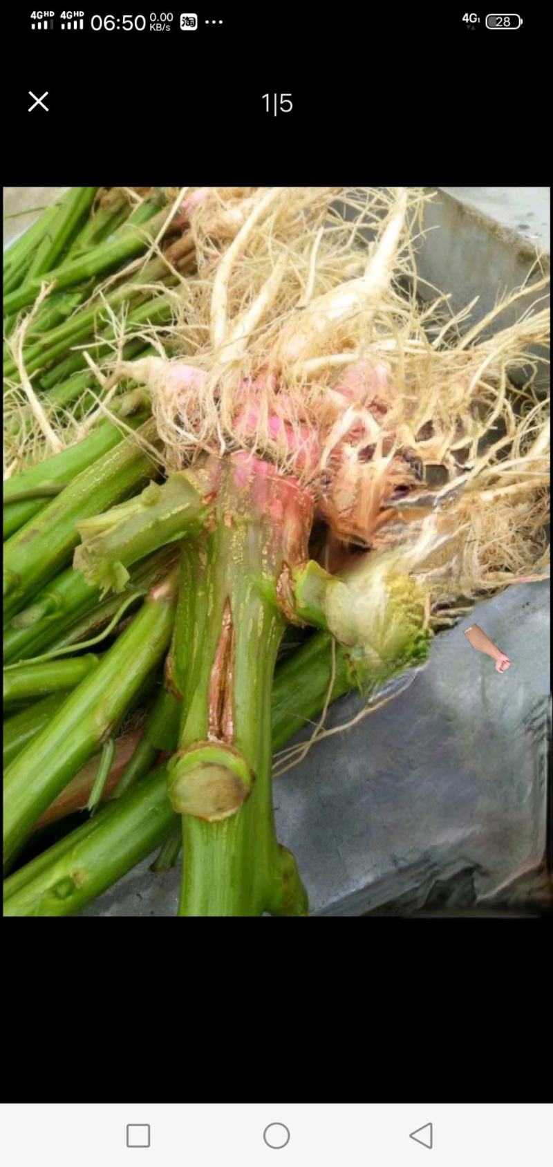 野生刺苋菜头、刺苋头