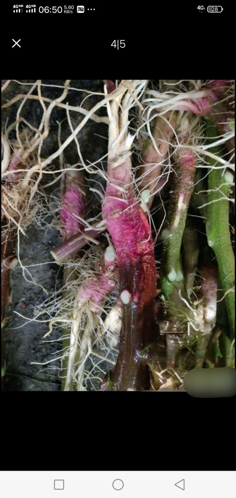 野生刺苋菜头、刺苋头