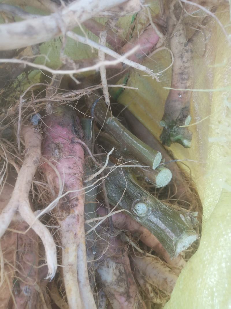 野生刺苋菜头、刺苋头