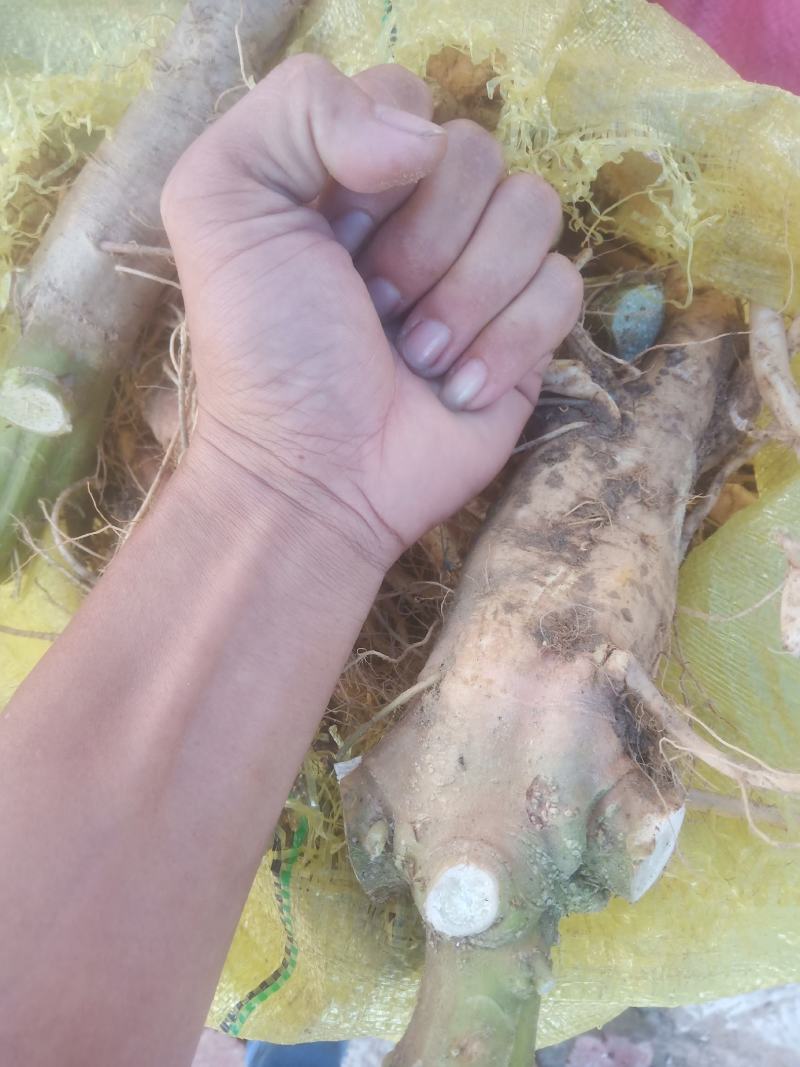 野生刺苋菜头、刺苋头