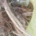 野生刺苋菜头、刺苋头