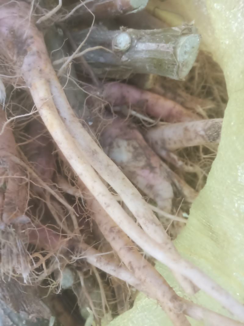 野生刺苋菜头、刺苋头