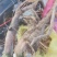 野生刺苋菜头、刺苋头