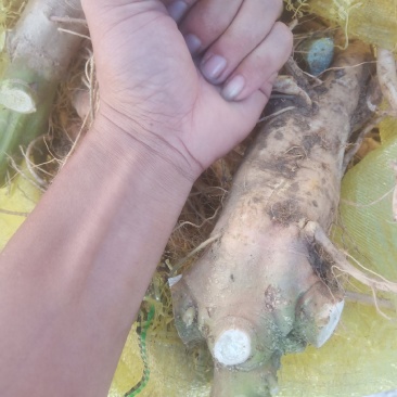 野生刺苋菜头、刺苋头