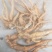 种植6年以上的巴西人参老根，半斤到斤半不等。