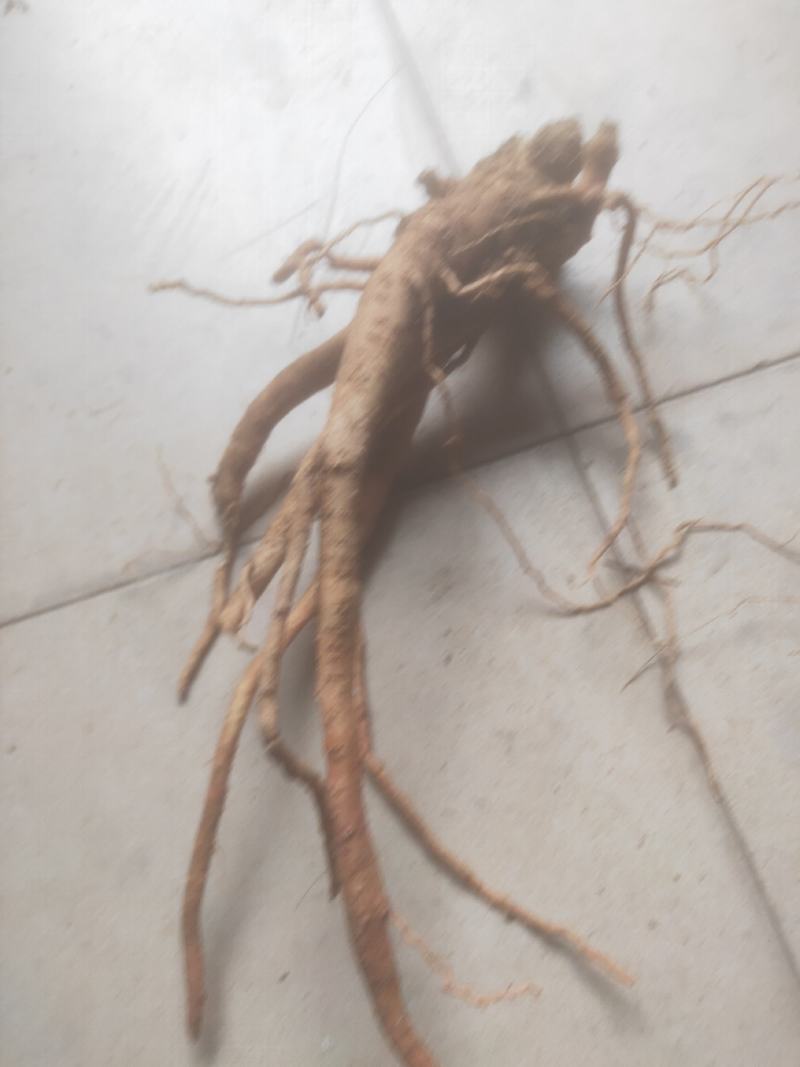 种植6年以上的巴西人参老根，半斤到斤半不等。