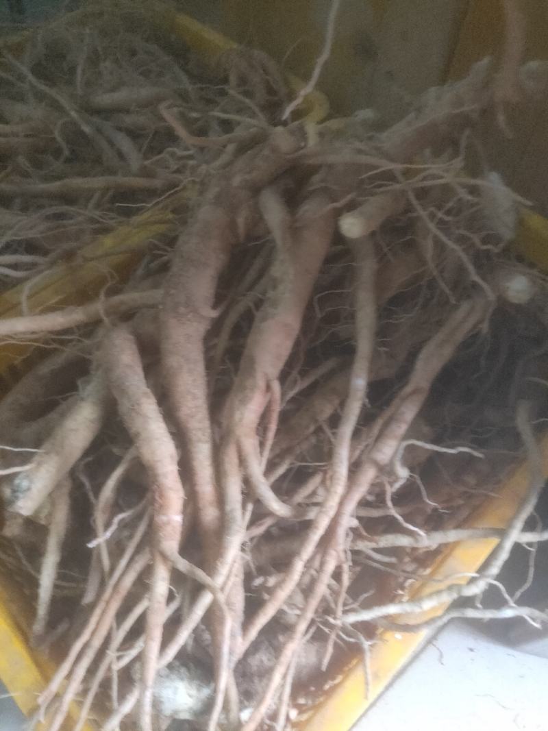 种植6年以上的巴西人参老根，半斤到斤半不等。