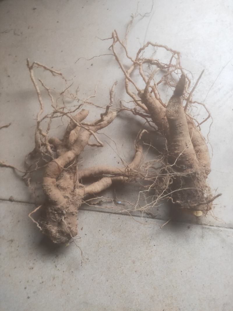 种植6年以上的巴西人参老根，半斤到斤半不等。