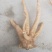 种植6年以上的巴西人参老根，半斤到斤半不等。