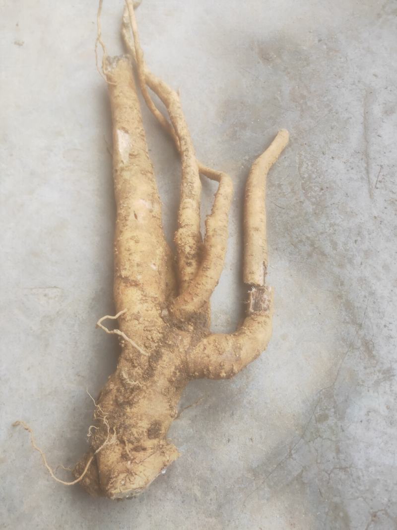 种植6年以上的巴西人参老根，半斤到斤半不等。