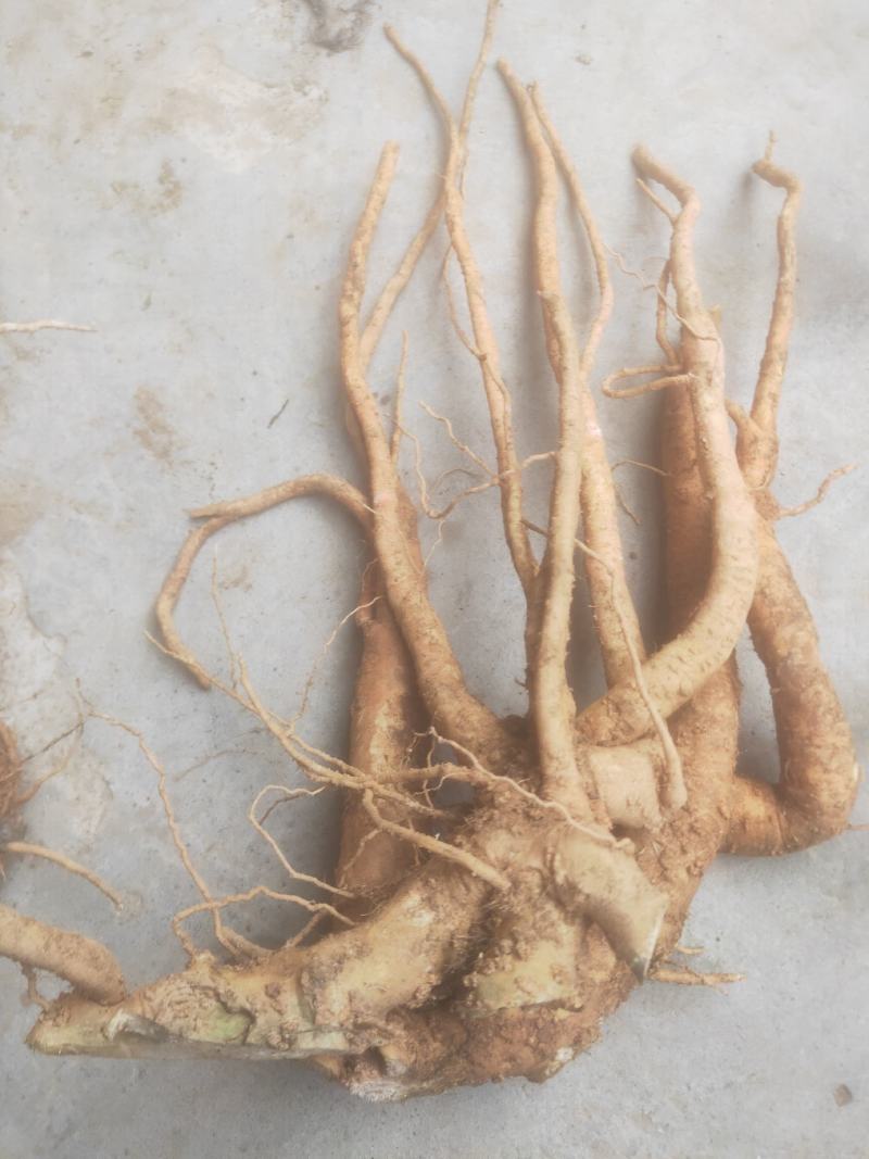 种植6年以上的巴西人参老根，半斤到斤半不等。