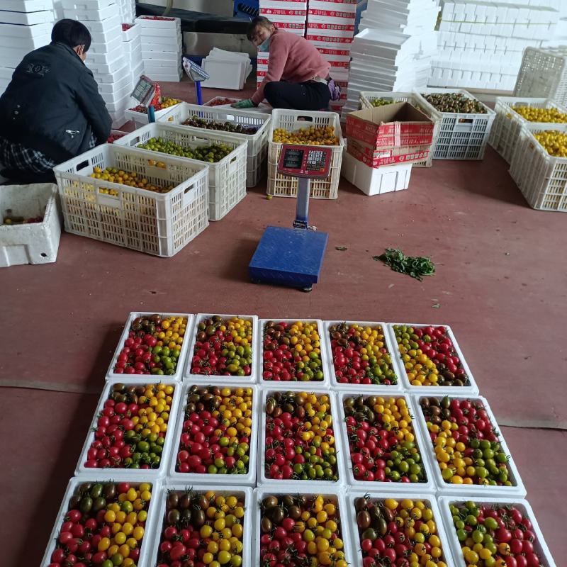 千禧粉玉圣女果T七小番茄绿千喜黄色迷彩千喜果种植产地量大