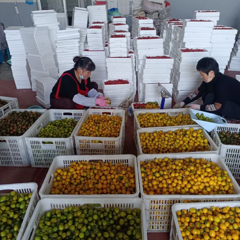 千禧粉玉圣女果T七小番茄绿千喜黄色迷彩千喜果种植产地量大