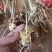 云南红花滇黄精籽育苗非常漂亮，量大价格优惠质量保证