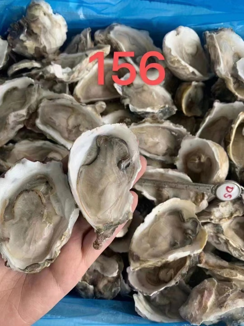生蚝