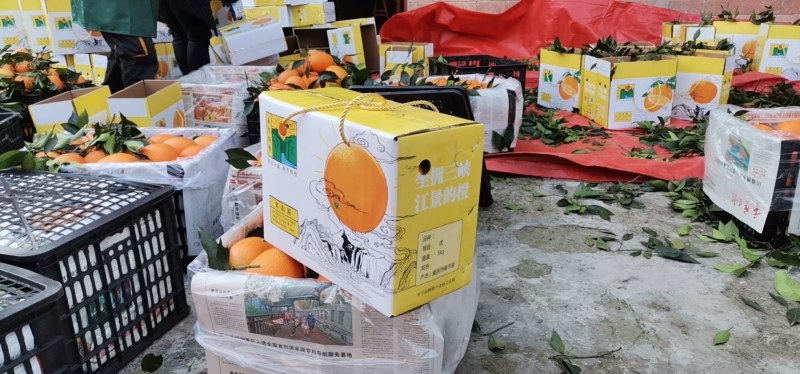 重庆市奉节县各种脐橙品种大量代收代发