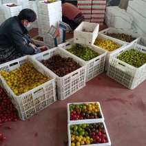 青口蜜圣女果绿千喜圣女果绿迷彩黄色紫色特色小番茄产地量大