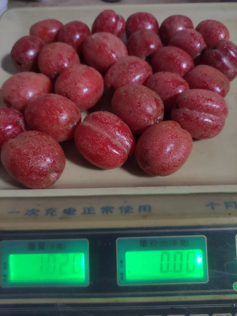 羊奶果苗德甜二号大果型(2年嫁接苗)云南芒市基地直发