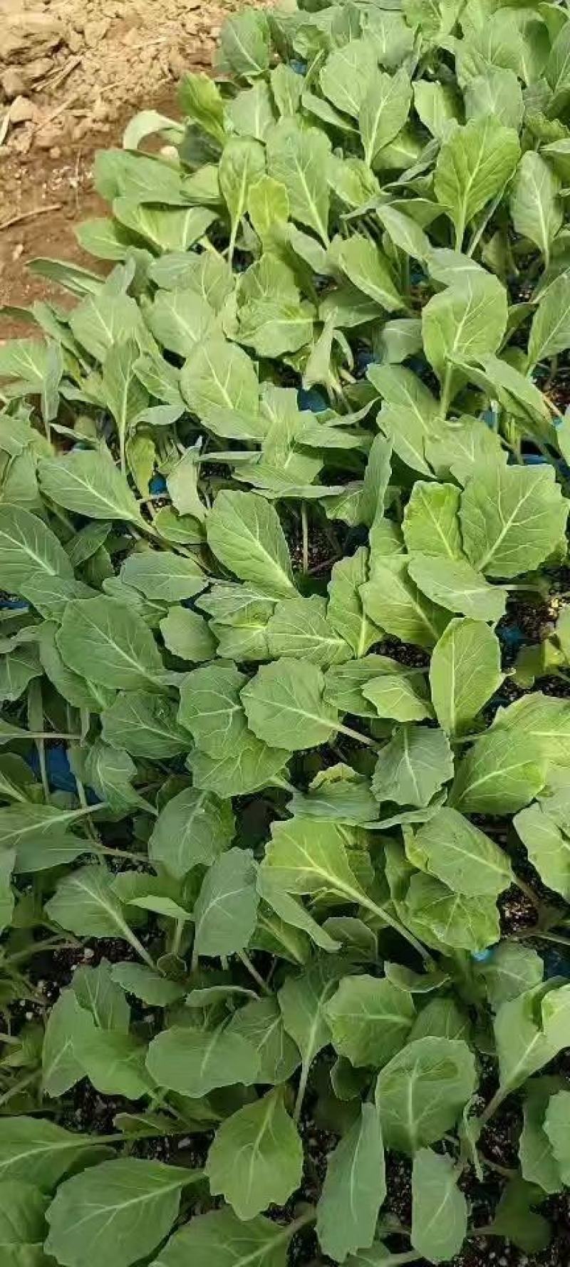 抗热免盖球，有机菜花苗，青梗白面，小米粒，发货方便，