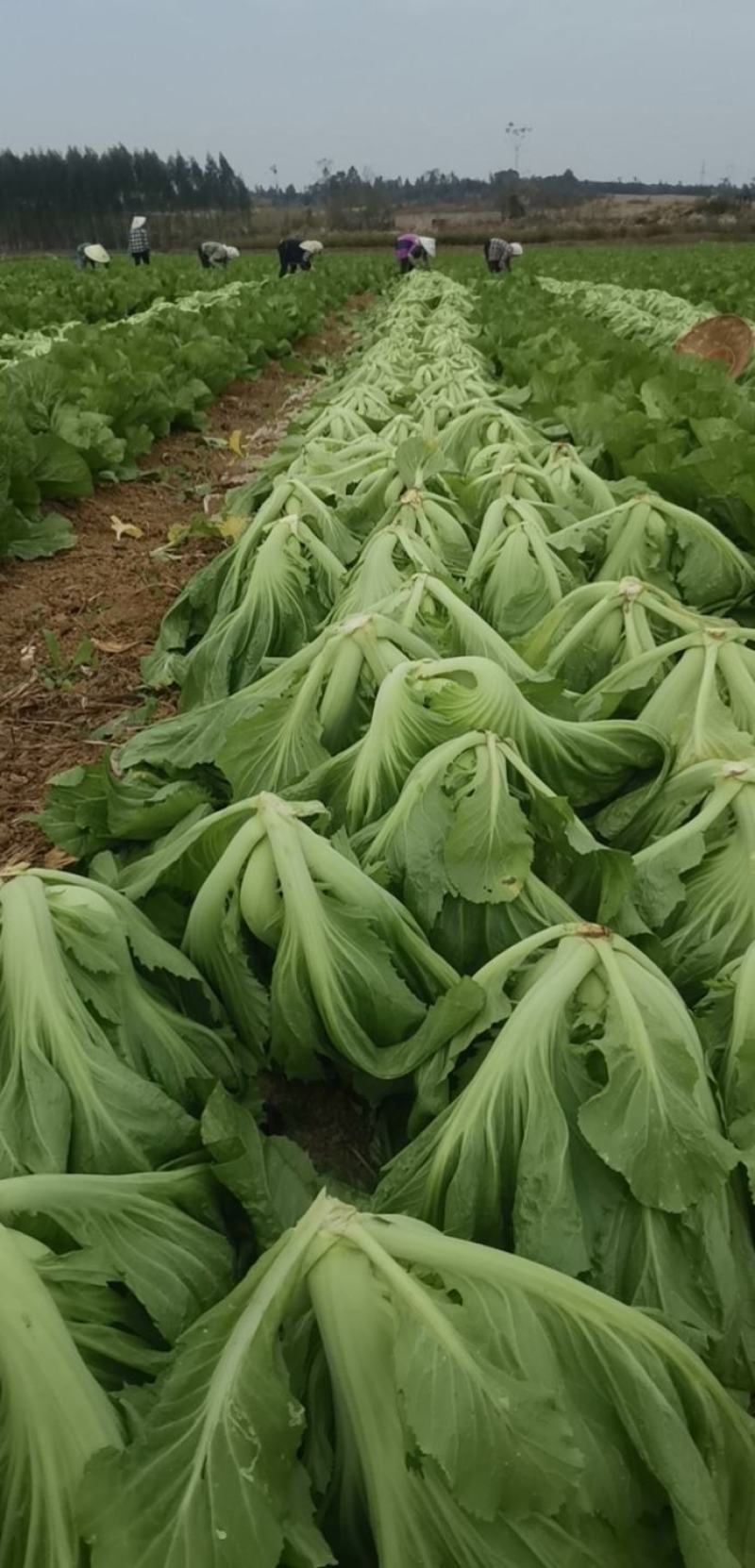 广西横县芥菜包芥菜大量上市，欢迎全国各地老板前来采购